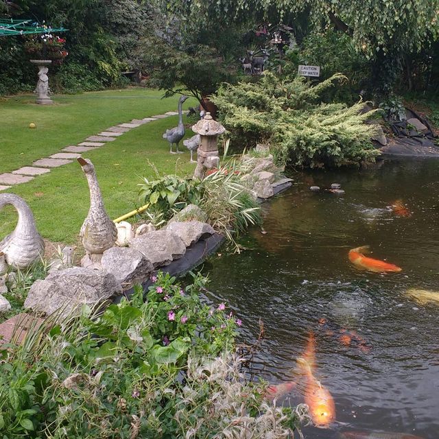 View of the outside cattery area including pond with fish