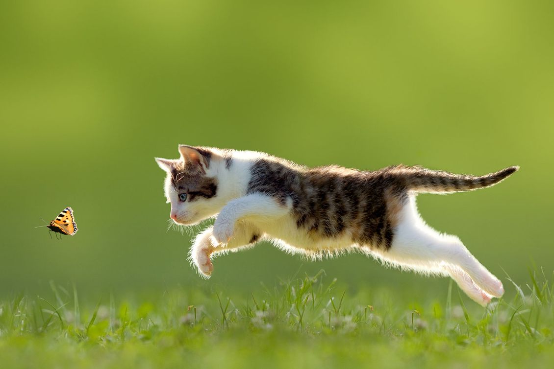 A cat playfully chasing a butterfly 