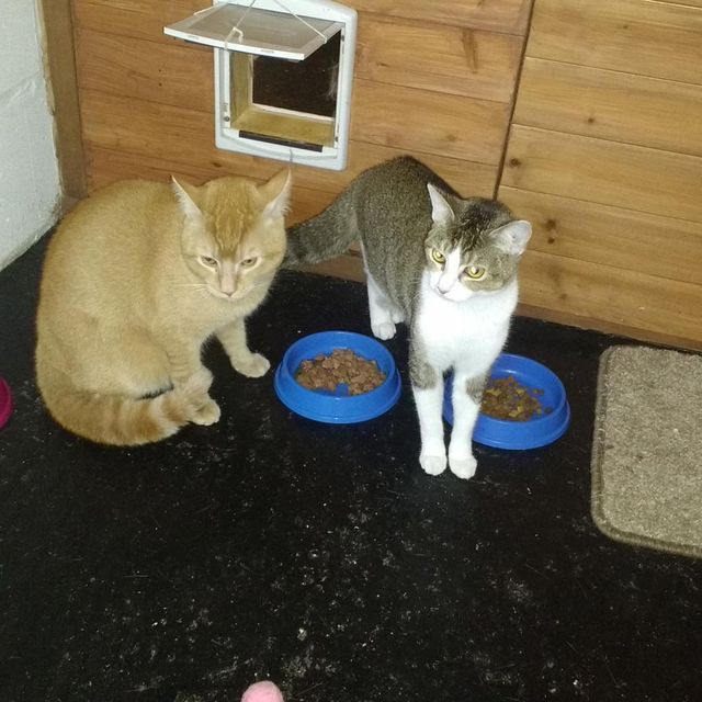 Two cats near their food in the cattery