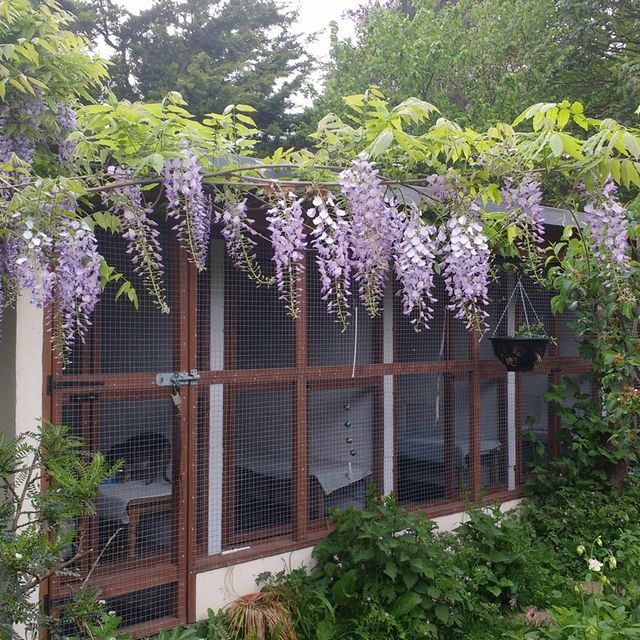 Image of Cattery with Blue Wisteria
