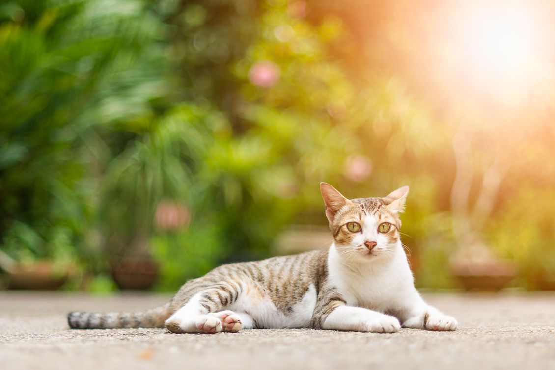 A customer cat laying outdoors at our cat boarding accommodation