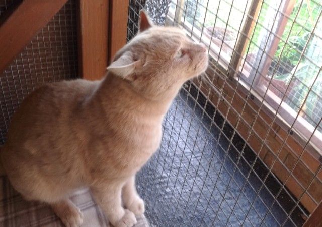 the facilities at our cat boarding accommodation