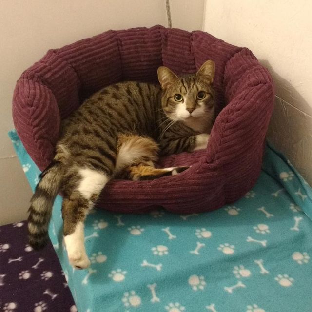 A brown and white cat sat in a bed