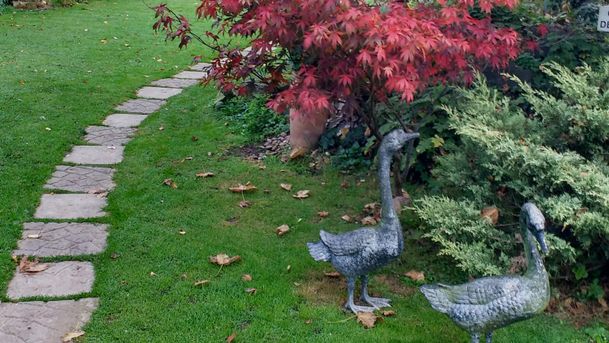 Outside view of the cattery with geese and red maple